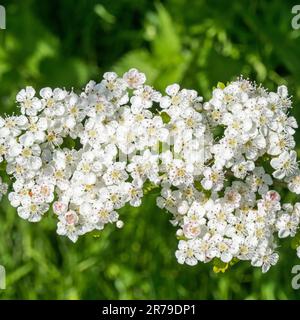Nahaufnahme der Blüte von weißem Weissdorn (Crataegus monogyna) und grünem Blattwerk, Mai, Vereinigtes Königreich. Stockfoto