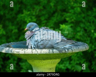 Große Erwachsene, gewöhnliche Holztaube (Columba Palumbus) mit Rüschenfedern, die im Wasser in einem Vogelbad im Garten sitzen, Leicestershire, England, Großbritannien Stockfoto
