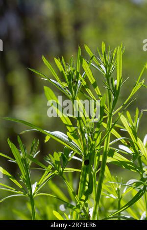 Cleavers Galium Acarin wird in der traditionellen Medizin zur Behandlung von Erkrankungen des Diuretikums, des Lymphsystems und als Entgiftungsmittel eingesetzt. Stockfoto