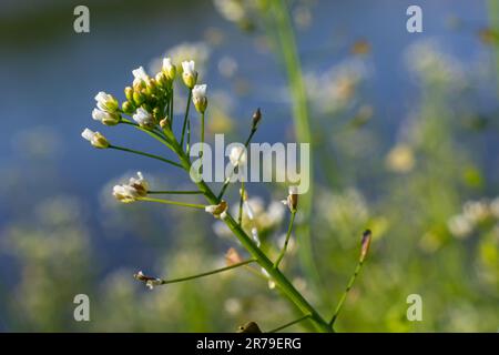 Capsella bursa-pastoris, bekannt als Schäfertasche. Weit verbreitetes und gebräuchliches Unkraut in Agrar- und Gartenpflanzen. Heilpflanze in natürlicher Umgebung. Stockfoto