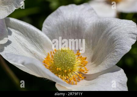 Weiße Frühlingsblumen auf grünem Rasen. Weiße Anemonblüten. Anemone Sylvestris, Schneepflug Anemone, Windblume. Stockfoto