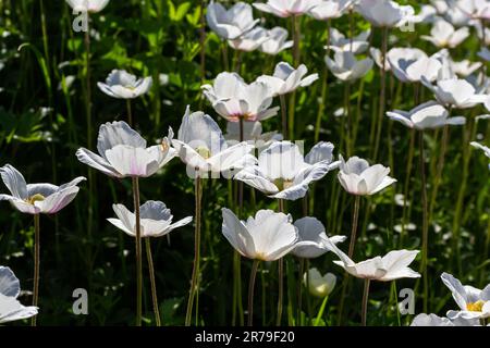 Weiße Frühlingsblumen auf grünem Rasen. Weiße Anemonblüten. Anemone Sylvestris, Schneepflug Anemone, Windblume. Stockfoto