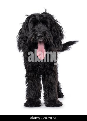 Süßes, schwarzes Labradoodle, mit Blick nach vorne. Ich schaue direkt in die Kamera. Zunge raus, keuchend. Isoliert auf weißem Hintergrund. Stockfoto