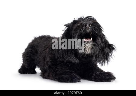 Süßes schwarzes Labradoodle, das sich halb im Spiel befindet und bereit zum Spielen ist. Isoliert auf weißem Hintergrund. Nach vorne gerichtet. Stockfoto