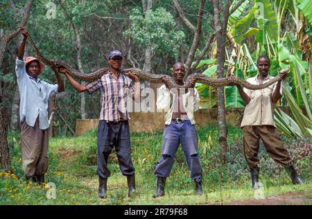 Simbabwe, Harare. Eine Python (75 kg Gewicht, 6 Meter hoch) in einem Zoo in der Nähe der Stadt zu sehen. Stockfoto