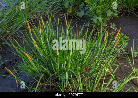Nahaufnahme einer Wiese aus blühendem Orange Alopecurus aequalis, einer weit verbreiteten Grasart, bekannt als Kurzschwanzflossenthun oder Orangenfußschwanz. Stockfoto