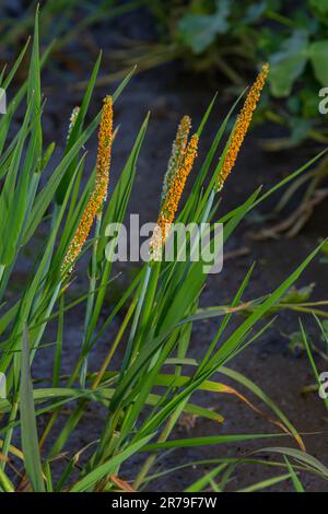 Nahaufnahme einer Wiese aus blühendem Orange Alopecurus aequalis, einer weit verbreiteten Grasart, bekannt als Kurzschwanzflossenthun oder Orangenfußschwanz. Stockfoto