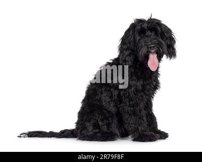 Süßer schwarzer Labradoodle, seitlich sitzen. Ich schaue direkt in die Kamera. Zunge raus, keuchend. Isoliert auf weißem Hintergrund. Stockfoto