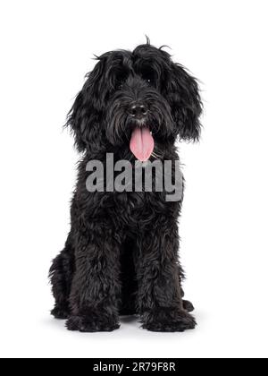 Süßer schwarzer Labradoodle, der vorne sitzt. Mit Kopfneigung direkt in die Kamera blicken. Isoliert auf weißem Hintergrund. Zunge raus. Stockfoto