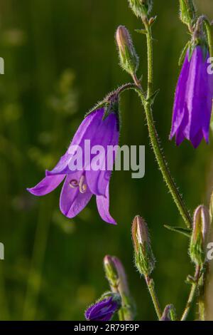 Nahaufnahme campanula sibirica mit verschwommenem Hintergrund im Sommergarten. Stockfoto