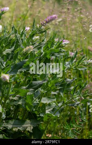 Melampyrum arvense, gemeinhin als Feldkuhweizen bekannt, ist eine krautige Blütenpflanze der Gattung Melampyrum aus der Familie der Orobanchaceae. Stockfoto