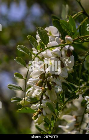 Üppiger blühender Akazienzweig von Robinia pseudoacacacia, falsche Akazie, schwarze Heuschrecke aus der Nähe. Nektarquelle für zarten, aber duftenden Honig. Heuschrecke Stockfoto