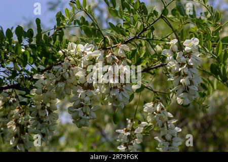 Üppiger blühender Akazienzweig von Robinia pseudoacacacia, falsche Akazie, schwarze Heuschrecke aus der Nähe. Nektarquelle für zarten, aber duftenden Honig. Heuschrecke Stockfoto