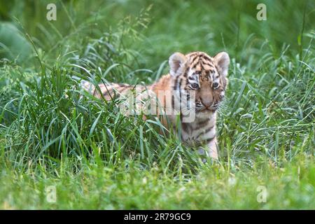 Einer der sechs Wochen alten Amur-Tigerjungen beginnt im Banham Zoo in Norfolk mit der Erkundung ihrer Siedlung. Die Jungen sind ein Vermächtnis ihres Vaters Kuzma, der der männliche Amur-Tiger des Zoos war und im März im Alter von 14 Jahren starb, nur Wochen vor der Ankunft der Jungen. Amur-Tiger sind die größten und schwersten der Welt, nur noch rund 500 in freier Wildbahn. Foto: Dienstag, 13. Juni 2023. Stockfoto