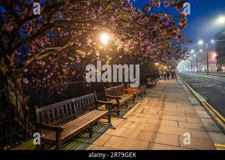 Nacht mit Kirschblüten im Straßenlicht über Bürgerbänken im Frühling in der Princes Street im Stadtzentrum von Edinburgh, Schottland, Großbritannien. Stockfoto
