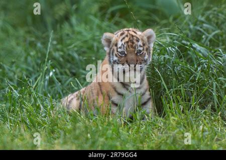 Einer der sechs Wochen alten Amur-Tigerjungen beginnt im Banham Zoo in Norfolk mit der Erkundung ihrer Siedlung. Die Jungen sind ein Vermächtnis ihres Vaters Kuzma, der der männliche Amur-Tiger des Zoos war und im März im Alter von 14 Jahren starb, nur Wochen vor der Ankunft der Jungen. Amur-Tiger sind die größten und schwersten der Welt, nur noch rund 500 in freier Wildbahn. Foto: Dienstag, 13. Juni 2023. Stockfoto