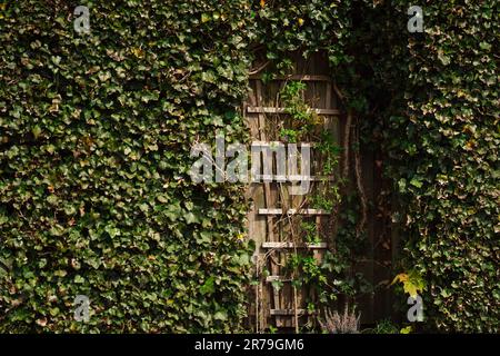 Eine geheimnisvolle Märchentür in einem grünen Garten inmitten des Laubs zum geheimen Ort. Stockfoto