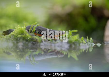 Im Spiegel: Kunstporträt des Alpenmolchs (Ichthyosaura alpestris) Stockfoto