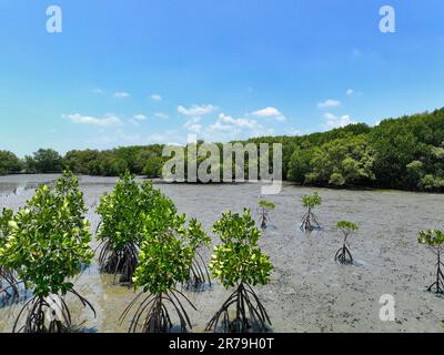 Grüner Mangrovenwald und Schlammboden an der Küste. Mangrovenökosystem. Natürliche Kohlenstoffsenken. Mangroven fangen CO2 aus der Atmosphäre ein. Blaues Kohlenstoffökosystem Stockfoto