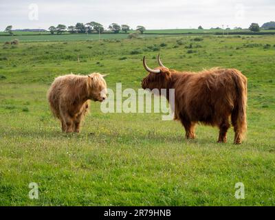 Langhaarige schottische Highland-Rinder, die auf einem Feld in Northumberland in Bamburgh stehen. Stockfoto