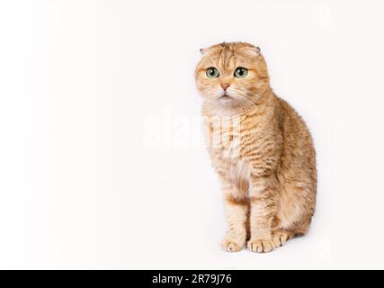 Schottische Katze, weiblich, goldener Chinchilla-weißer Hintergrund Stockfoto