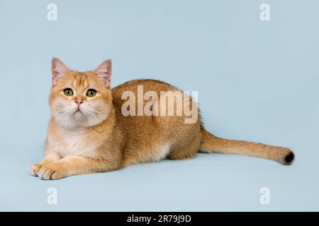 Schottische, gerade goldene, schattige Chinchilla männliche Katze mit grünen Augen Stockfoto