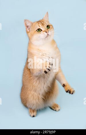 Schottische, gerade goldene, schattige Chinchilla männliche Katze mit grünen Augen Stockfoto