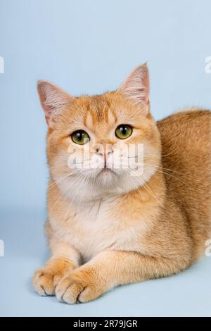 Schottische, gerade goldene, schattige Chinchilla männliche Katze mit grünen Augen Stockfoto