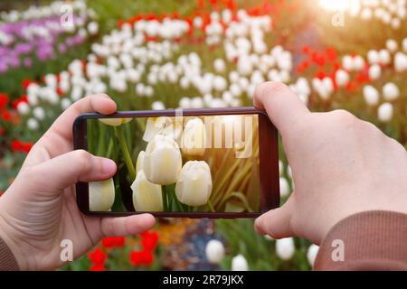 Kinderhände machen ein Bild von Tulpen auf einem Smartphone, Telefon Stockfoto