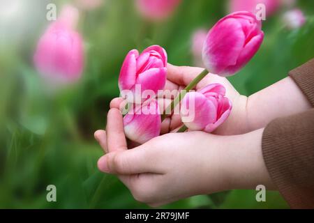 Rosa Tulpen an den Kinderhänden, die in einem Garten wachsen, Nahaufnahme Stockfoto