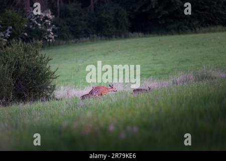 Junge Hirsche, kleine Hirsche, mit ihrer Mama auf einem Feld mit Wald im Hintergrund im warmen Sommerlicht in Deutschland Stockfoto