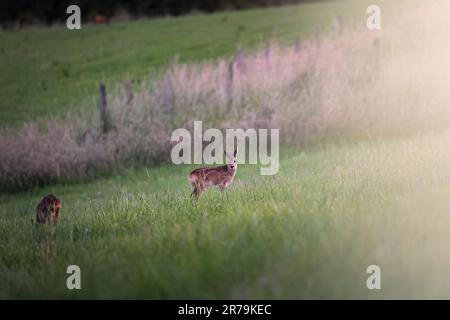 Jungfawn, Junghirsch, auf einem Feld mit Wald im Hintergrund im warmen Sommerlicht in Deutschland Stockfoto