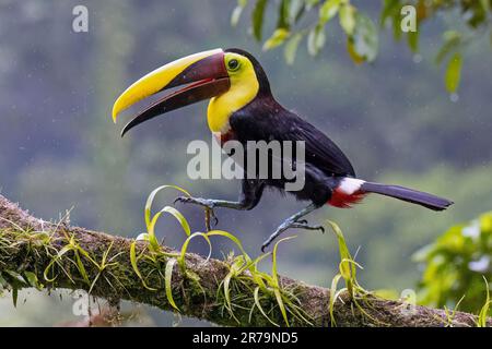 Der schöne Toucan sitzt auf dem Ast, Nahaufnahme Stockfoto