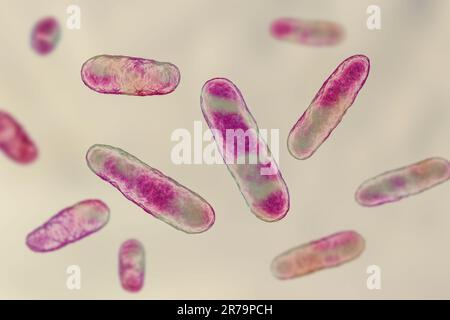 Bakterien Eikenella korrodens, 3D-Darstellung. Eikenella ist eine normale Biota der Mundhöhle und des Darmes, verursacht Infektionen nach menschlichen Bissen, und Stockfoto