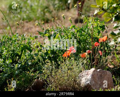 Rote Mohnblumen auf einem grünen Felsen vorne Stockfoto