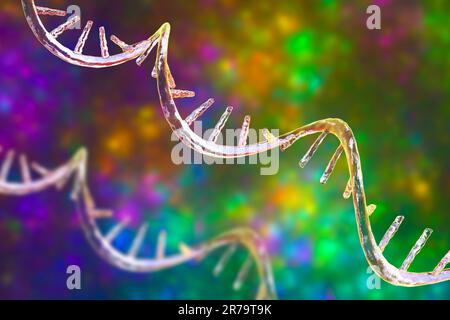 Molekulares Modell der Botenstoff-Ribonukleinsäure (mRNA), Computerdarstellung. Stockfoto