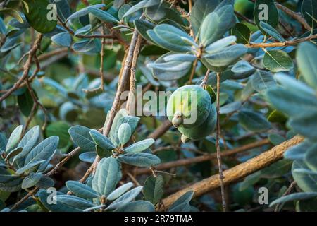 Reife Feijoa-Früchte auf Bäumen im Garten Stockfoto