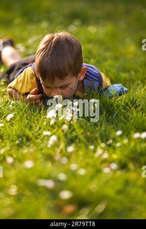 Ein kleiner Junge liegt im Gras auf einer Wiese und schnüffelt an Gänseblümchen, ein glücklicher Sommerurlaub im Dorf. Stockfoto