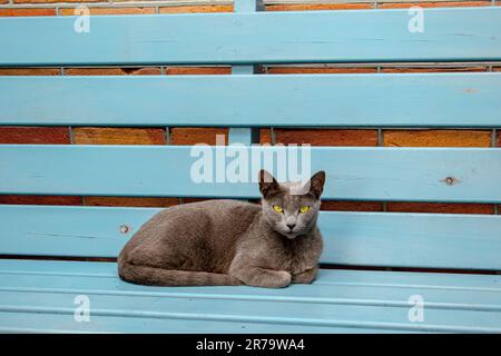 Eine schwarze Hauskatze auf einer Holzbank vor einer Ziegelmauer Stockfoto