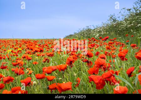Der atemberaubende Anblick eines Feldes voller Common Poppies Papaver Rhoeas an der Küste von Crantock Bay in Newquay in Cornwall, Großbritannien in Europa Stockfoto