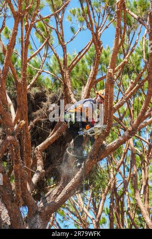 Baumchirurg schneidet und verdünnt Zweige in einer überwucherten Tanne, Algarve, Portugal Stockfoto