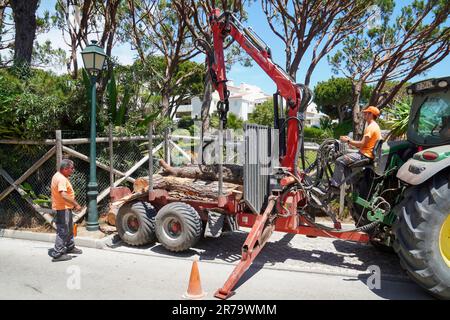 Baumchirurgen, die geschnittene und gefällte Bäume entfernen und die Baumstämme mit einem Traktor und einem Greifarm auf einen Anhänger, Algarve, Portugal, legen Stockfoto