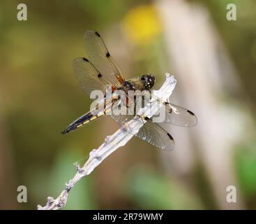 Vier gepunktete Jäger-Libelle im Combe Hill Nature Reserve Stockfoto