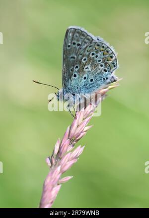 Common Blue Butterfly auf einem Grassamenkopf in Gloucestershire UK Stockfoto