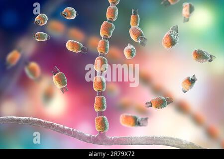 Pilzcoccidioides immitis, saprophytisches Stadium, 3D-Darstellung mit Arthroconidia fungi. Pathogene Pilze, die sich im Boden befinden und eine Infektion verursachen können Stockfoto