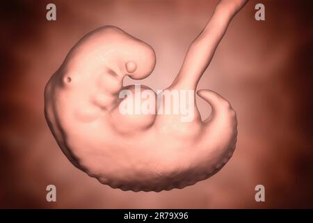 Schwangerschaft. 4 Wochen Embryo, Mitte der vierten Woche, wissenschaftlich präzise 3D Abbildung Stockfoto