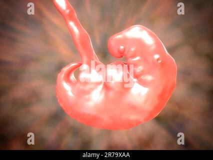 Schwangerschaft. 4 Wochen Embryo, Mitte der vierten Woche, wissenschaftlich präzise 3D Abbildung Stockfoto