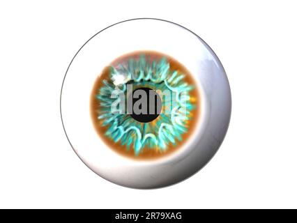 Realistisches menschliches Auge isoliert auf weißem Hintergrund, 3D-Darstellung Stockfoto