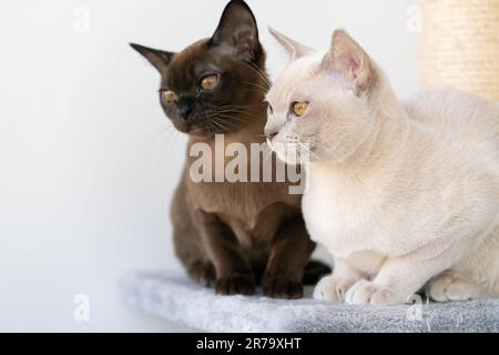 Zwei burmesische Kätzchen, beige und braun, sitzen auf einem Regal. Stockfoto