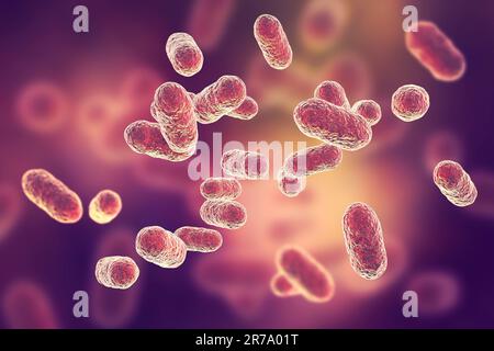 Porphyromonas gingivalis Bakterien, 3D-Darstellung. Anaerobe Bakterien, die Parodontitis verursachen, bakterielle Vaginose, sind wahrscheinlich Wi verbunden Stockfoto